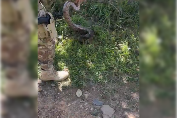 O animal foi contido e transportado para o quartel da BPMA - (crédito: Divulgação BPMA) O animal foi contido e transportado para o quartel da BPMA - (crédito: Divulgação BPMA)