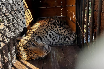 Onça que matou caseiro em abril ado não poderá voltar à natureza -  (crédito: Instituto Ampara Animal/Divulgação)