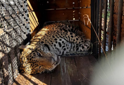 Onça que matou caseiro em abril ado não poderá voltar à natureza -  (crédito: Instituto Ampara Animal/Divulgação)