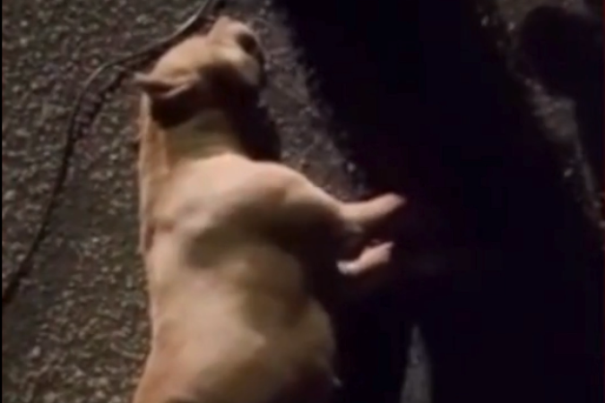 Homem é preso após arrastar pitbull morto em moto em Rondônia