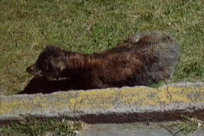 Cadela é encontrada queimando viva no Equador - (crédito: Reprodução/Instagram) Cadela é encontrada queimando viva no Equador - (crédito: Reprodução/Instagram)