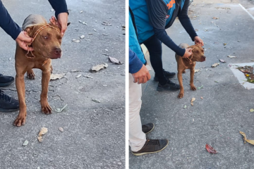 O animal foi encaminhado ao  Centro de Controle de Zoonoses e Endemias (CCZE), onde ficará em observação por dez dias -  (crédito: Arquivo pessoal/Imagem cedida ao Estado de Minas)