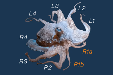 Acredita-se que tenha sido causado por uma mutação genética -  (crédito: Soule, SE et al., Animals 2025 )
