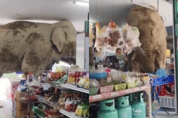 Elefante invade loja e rouba lanchinhos  -  (crédito: Reprodução)