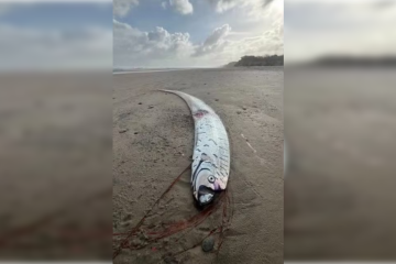Peixe é associado ao presságio de desastres naturais  -  (crédito: Reprodução/Facebook)