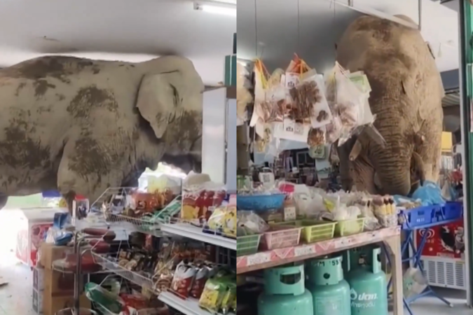 Elefante invade loja e rouba lanchinhos - (crédito: Reprodução) Elefante invade loja e rouba lanchinhos - (crédito: Reprodução)