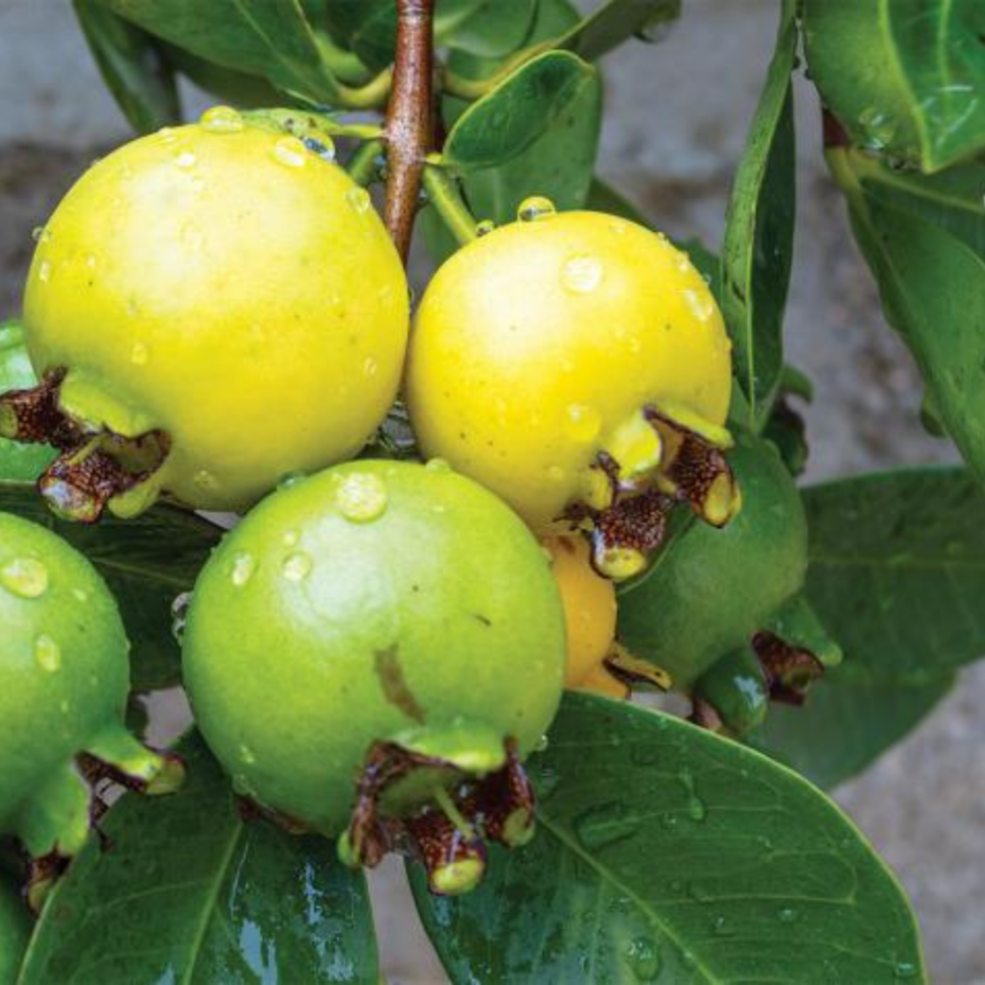 Ara&ccedil;&aacute; do campo