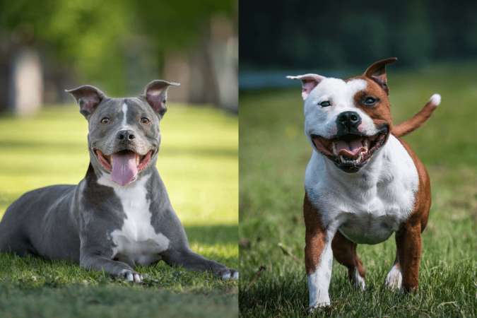 O pitbull e o american staffordshire terrier são cachorros diferentes (Imagem: GoDog Photo e Eve Photography | Shutterstock) - (crédito: EdiCase) O pitbull e o american staffordshire terrier são cachorros diferentes (Imagem: GoDog Photo e Eve Photography | Shutterstock) - (crédito: EdiCase)