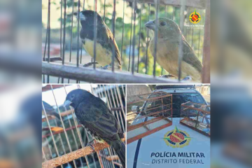 As aves apreendidas serão encaminhadas ao Centro de Triagem de Animais Silvestres (CETAS/Ibama) -  (crédito: Divulgação/PMDF)