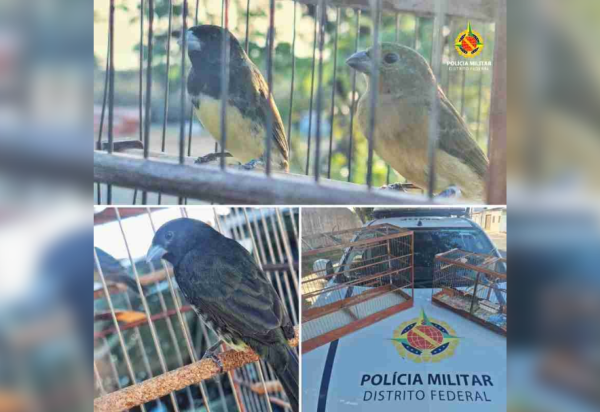Divulgação/PMDF
