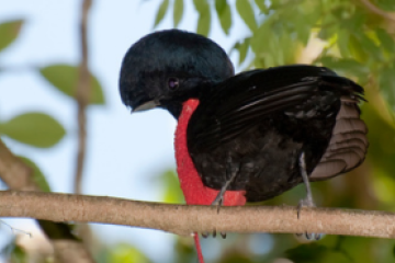 Pássaro-guarda-chuva-de-pescoço-pelado: ameaça de extinção reforça importância de preservação -  (crédito: Wikimedia Commons/University of Reading)