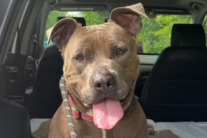 A cadelinha Louise, de quatro anos, gerou comoção na web após ser adotada depois de 640 dias, em um abrigo em Nova York - (crédito: Reprodução/Instagram) A cadelinha Louise, de quatro anos, gerou comoção na web após ser adotada depois de 640 dias, em um abrigo em Nova York - (crédito: Reprodução/Instagram)