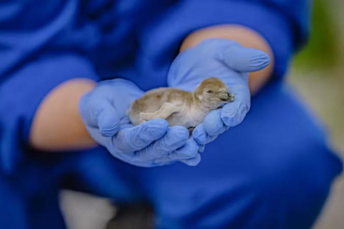 O nascimento da prole compõe a materialização de um evento raro. Afinal, o filhote oriundo do ovo chocado por Scampi e Flounder faz parte da gênese de um grupo de dez pinguins-de-humboldt no local - (crédito: Divulgação/Zoológico de Chester) O nascimento da prole compõe a materialização de um evento raro. Afinal, o filhote oriundo do ovo chocado por Scampi e Flounder faz parte da gênese de um grupo de dez pinguins-de-humboldt no local - (crédito: Divulgação/Zoológico de Chester)