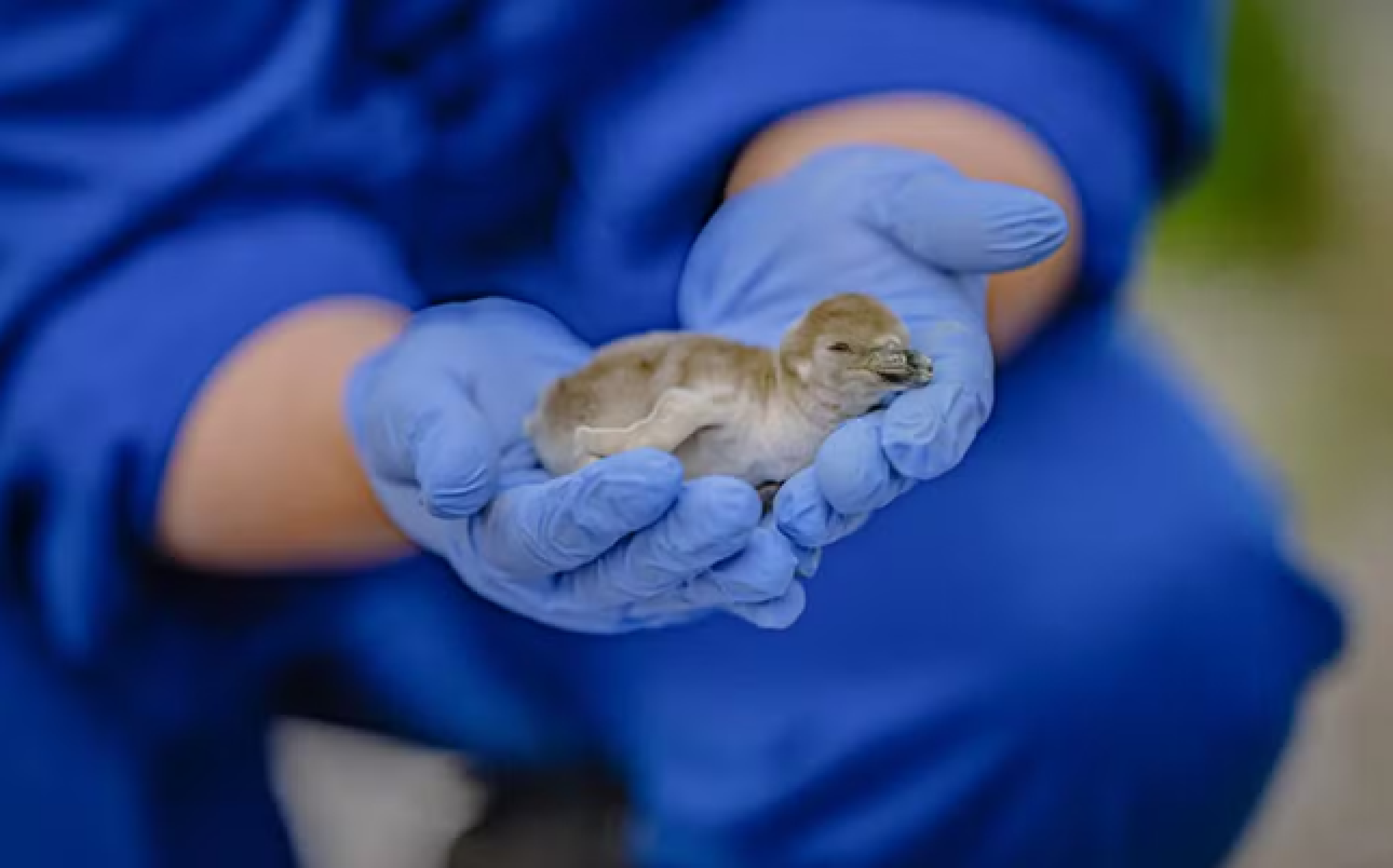 Casal de pinguins machos choca ovo em zoológico na Inglaterra; caso é raro