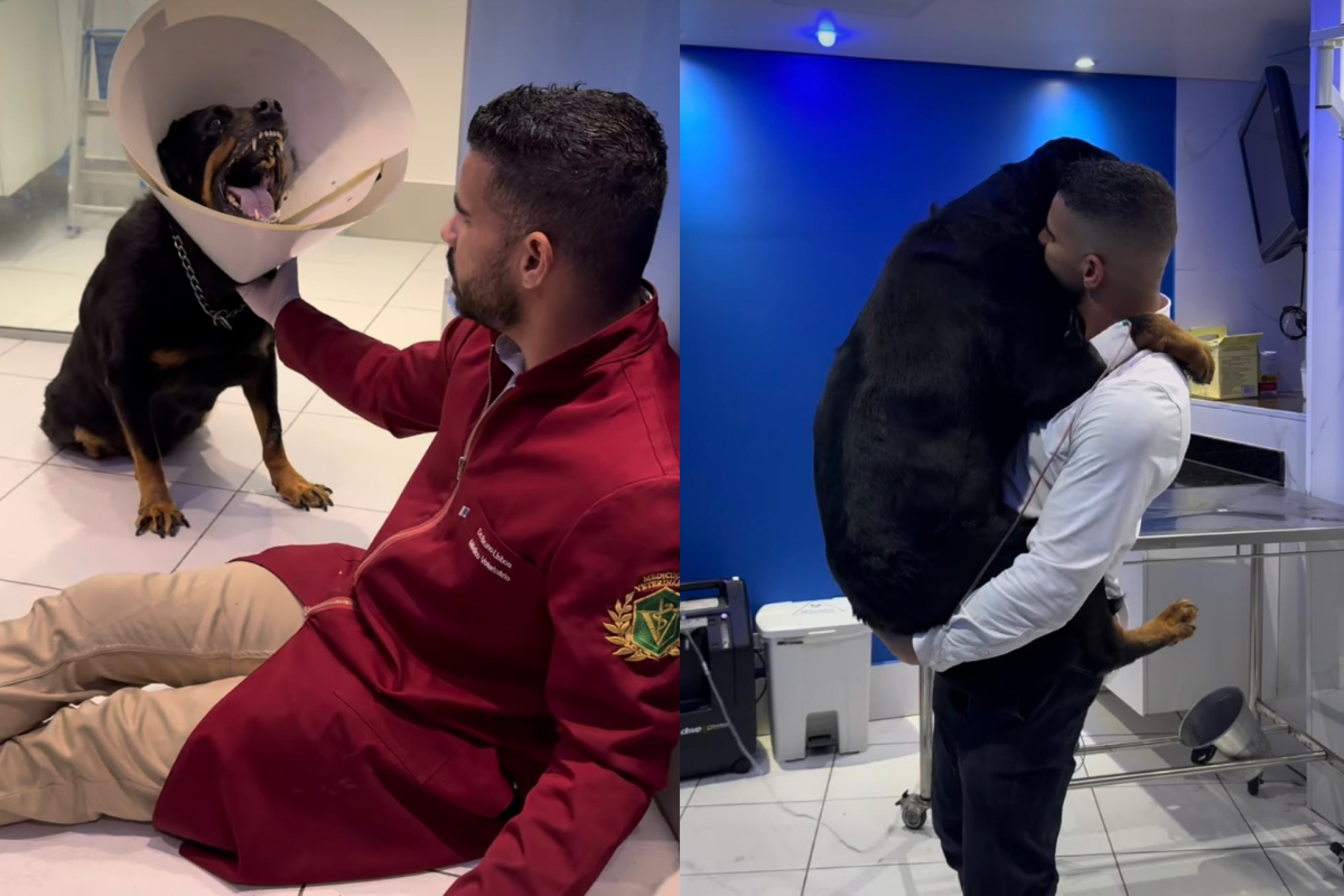 Veterinário celebridade nas redes explica como consegue acalmar cães
