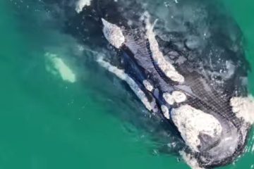 Banhista solta baleia presa em rede de pesca em SC -  (crédito: Reprodução)