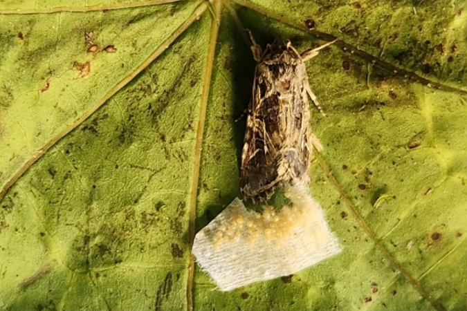 Pesquisadores observaram mariposas que botam ovos em tomateiros para que as larvas possam se alimentar deles assim que saírem da casca - (crédito: Getty Images) Pesquisadores observaram mariposas que botam ovos em tomateiros para que as larvas possam se alimentar deles assim que saírem da casca - (crédito: Getty Images)