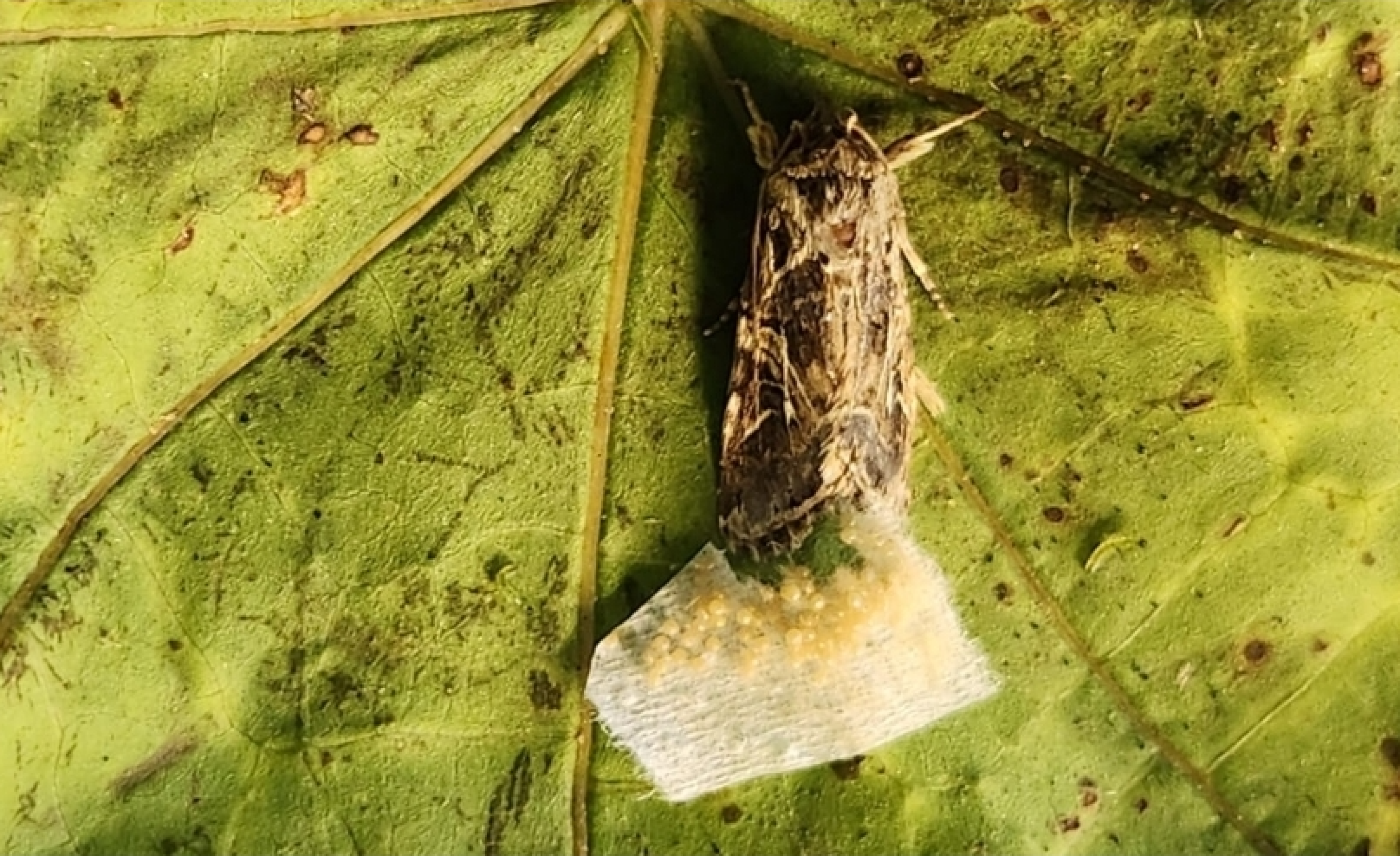 Pesquisadores observaram mariposas que botam ovos em tomateiros para que as larvas possam se alimentar deles assim que saírem da casca -  (crédito: Getty Images)