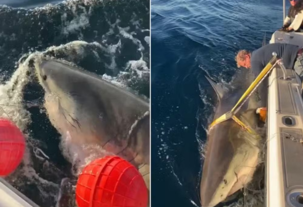 Reprodução/OCEARCH