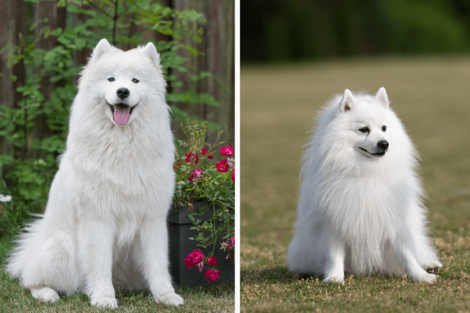 O samoieda e o spitz japonês são cachorros diferentes (Imagem: Zanna Pesnina e nik174 | Shutterstock) -  (crédito: EdiCase)