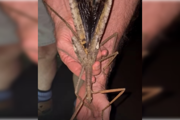 Bicho-pau gigante é descoberto na Austrália - (crédito: Reprodução/Instagram) Bicho-pau gigante é descoberto na Austrália - (crédito: Reprodução/Instagram)