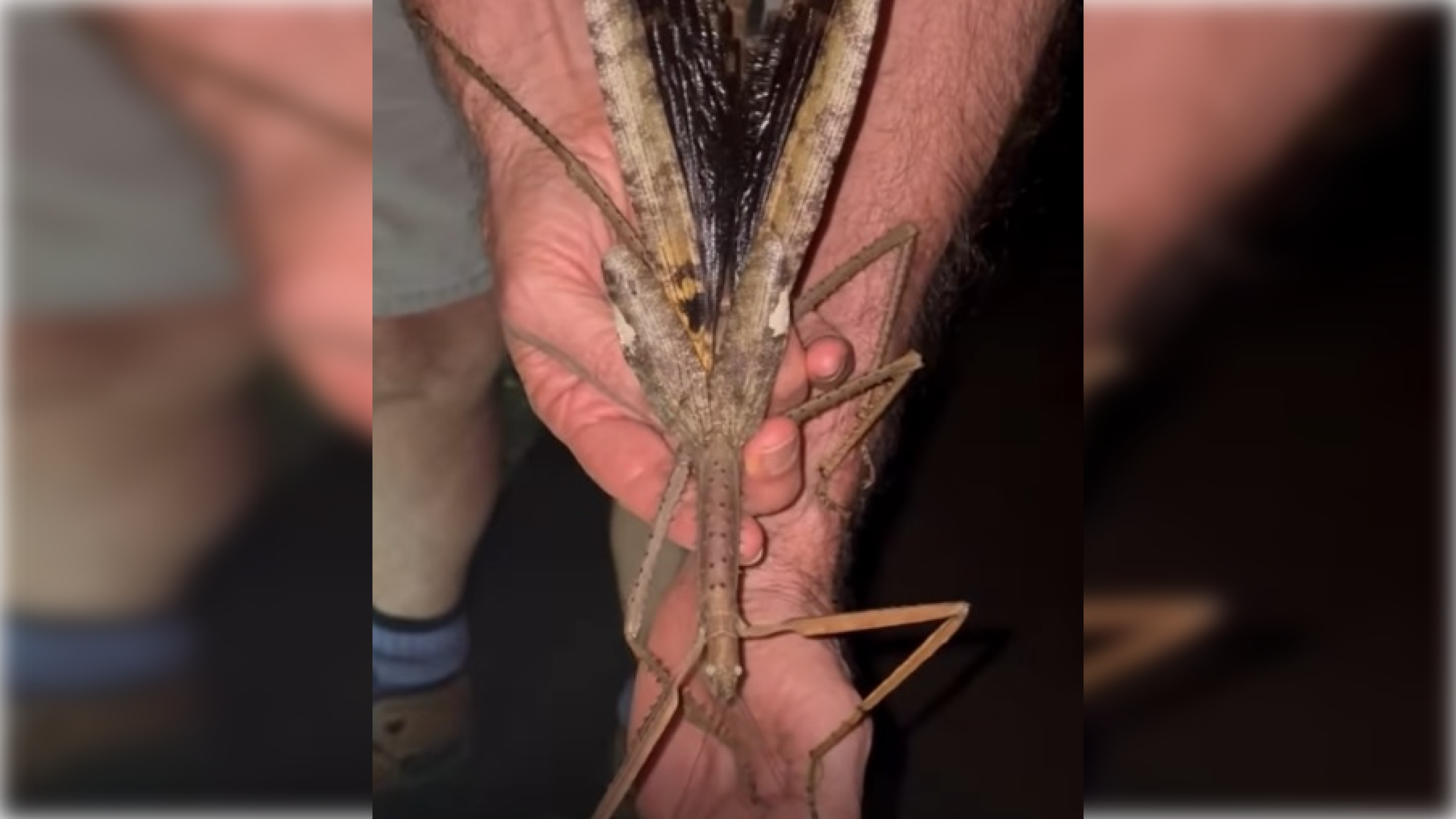  O maior inseto da Austrália: cientistas descobrem bicho-pau gigante