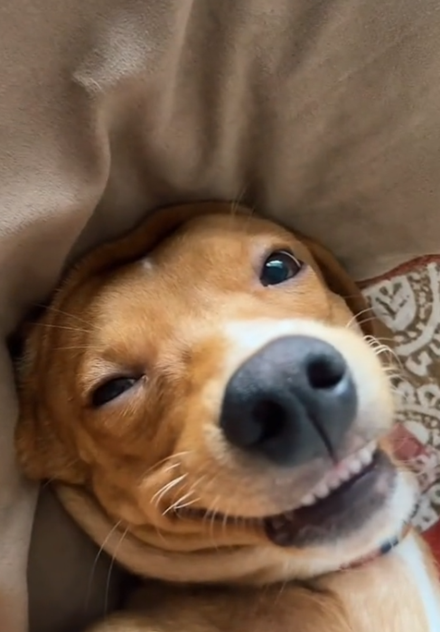 Dia do vira-lata: conheça alguns dos pets mais famosos nas redes sociais 