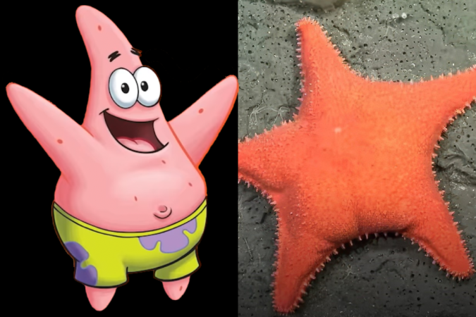 Patrick é um personagem do desenho Bob Esponja e a estrela-do-mar foi comparada a ele