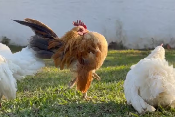 Conhecida como 'Galinha Anã', é resultado do cruzamento das raças Bantam, do próprio país natal, e Chabo, do Japão. Ele é expressivamente menor e mais leve do que uma galinha comum, cuja altura alcança os 75 centímetros e o peso até dois quilos - (crédito: Divulgação ) Conhecida como 'Galinha Anã', é resultado do cruzamento das raças Bantam, do próprio país natal, e Chabo, do Japão. Ele é expressivamente menor e mais leve do que uma galinha comum, cuja altura alcança os 75 centímetros e o peso até dois quilos - (crédito: Divulgação )