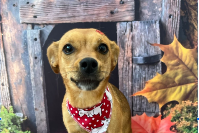 A última vez que Laura foi vista foi ainda na noite de terça-feira, na Avenida Guarapari - (crédito: Reprodução/Arquivo Pessoal) A última vez que Laura foi vista foi ainda na noite de terça-feira, na Avenida Guarapari - (crédito: Reprodução/Arquivo Pessoal)