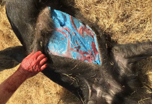 Reprodução/GlendilTEK/imgur