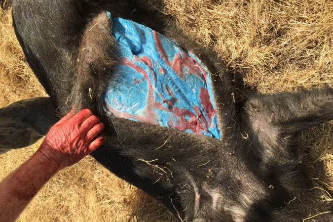 O jornal americano ainda destaca que outros animais podem, da mesma forma, ter sido afetados. Exemplos são veados, gansos, javalis e até ursos -  (crédito: Reprodução/GlendilTEK/imgur)