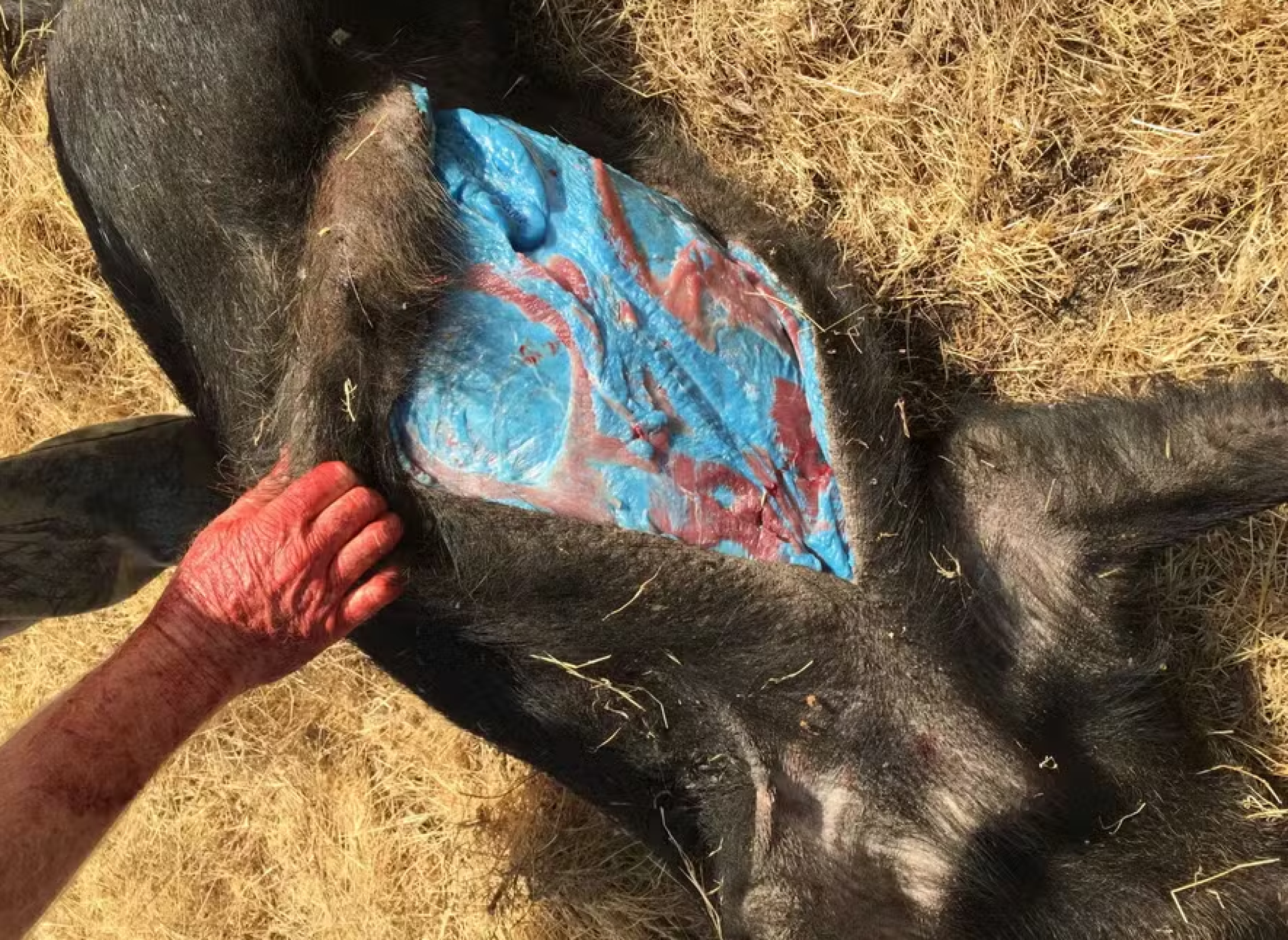 Porcos selvagens com a carne azul neon são encontrados mortos nos EUA