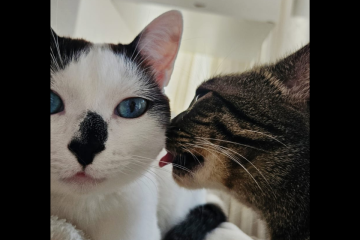 Zu e Fini, gatinhos da sub-editora do site do Correio, celebram o Dia dos Gatos com beijinhos - (crédito: Luciana Corrêa (CB)) Zu e Fini, gatinhos da sub-editora do site do Correio, celebram o Dia dos Gatos com beijinhos - (crédito: Luciana Corrêa (CB))