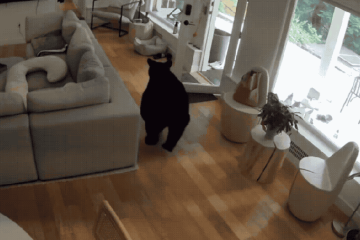 Apesar de já não ter mais o rival dentro de casa, Scout não desistiu de perseguí-lo do lado de fora. O cachorro, mesmo, que posteriormente, tenha tido a perseguição frustrada, com a entrada do urso-preto na mata, manteve a postura até o fim -  (crédito: Reprodução / Global News / YouTube)