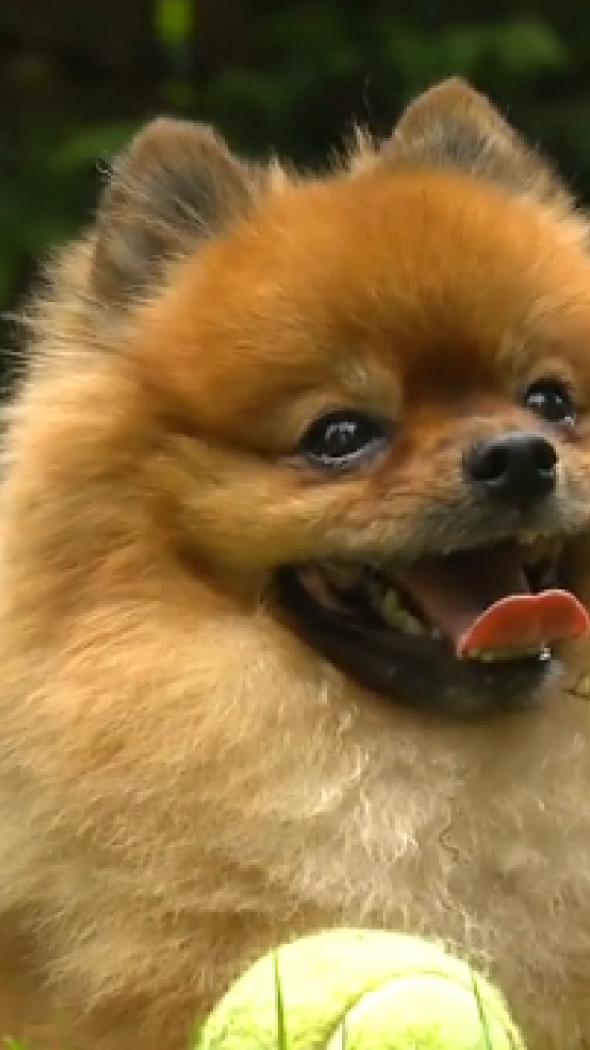 Para quem não viu: Cãozinho de 2kg expulsa de casa Urso-Preto invasor -  (crédito: Reprodução / Global News)