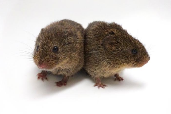 Estudos feitos com ratos-do-campo — roedor murídeo nativo da Europa e do noroeste da África — mostraram que o hormônio, responsável por atuar como um neuromodulador no cérebro, não é, como se imaginava, amplamente essencial para a criação de vínculos afetivos de longo prazo - (crédito: Annaliese Beery lab/UC Berkeley) Estudos feitos com ratos-do-campo — roedor murídeo nativo da Europa e do noroeste da África — mostraram que o hormônio, responsável por atuar como um neuromodulador no cérebro, não é, como se imaginava, amplamente essencial para a criação de vínculos afetivos de longo prazo - (crédito: Annaliese Beery lab/UC Berkeley)