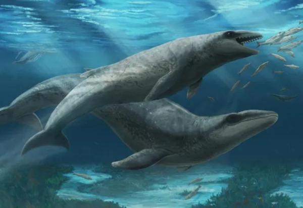 Reprodução / Museums Victoria