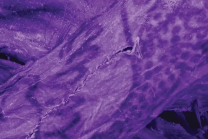 Registro da tatuagem encontrada por cientistas na Sibéria