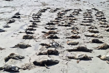 Pinguins aparecem mortos no litoral de São Paulo -  (crédito: Reprodução/Instagram @ ipecpesquisas)