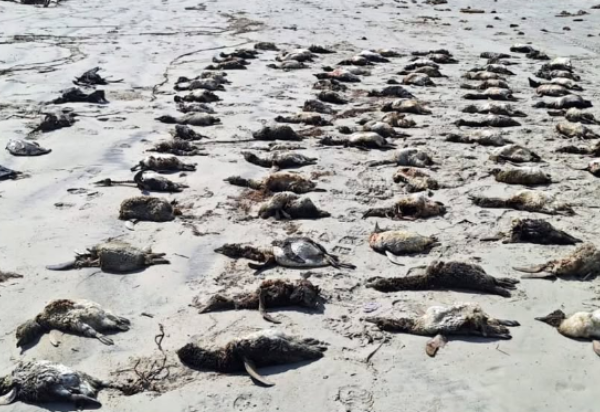 Reprodução/Instagram @ ipecpesquisas