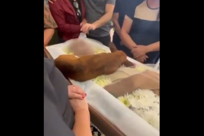 Um registro feito por lá mostra o animal deitado sobre o corpo do tutor, na horizontal, próximo à região do peito -  (crédito: Arquivo / X)