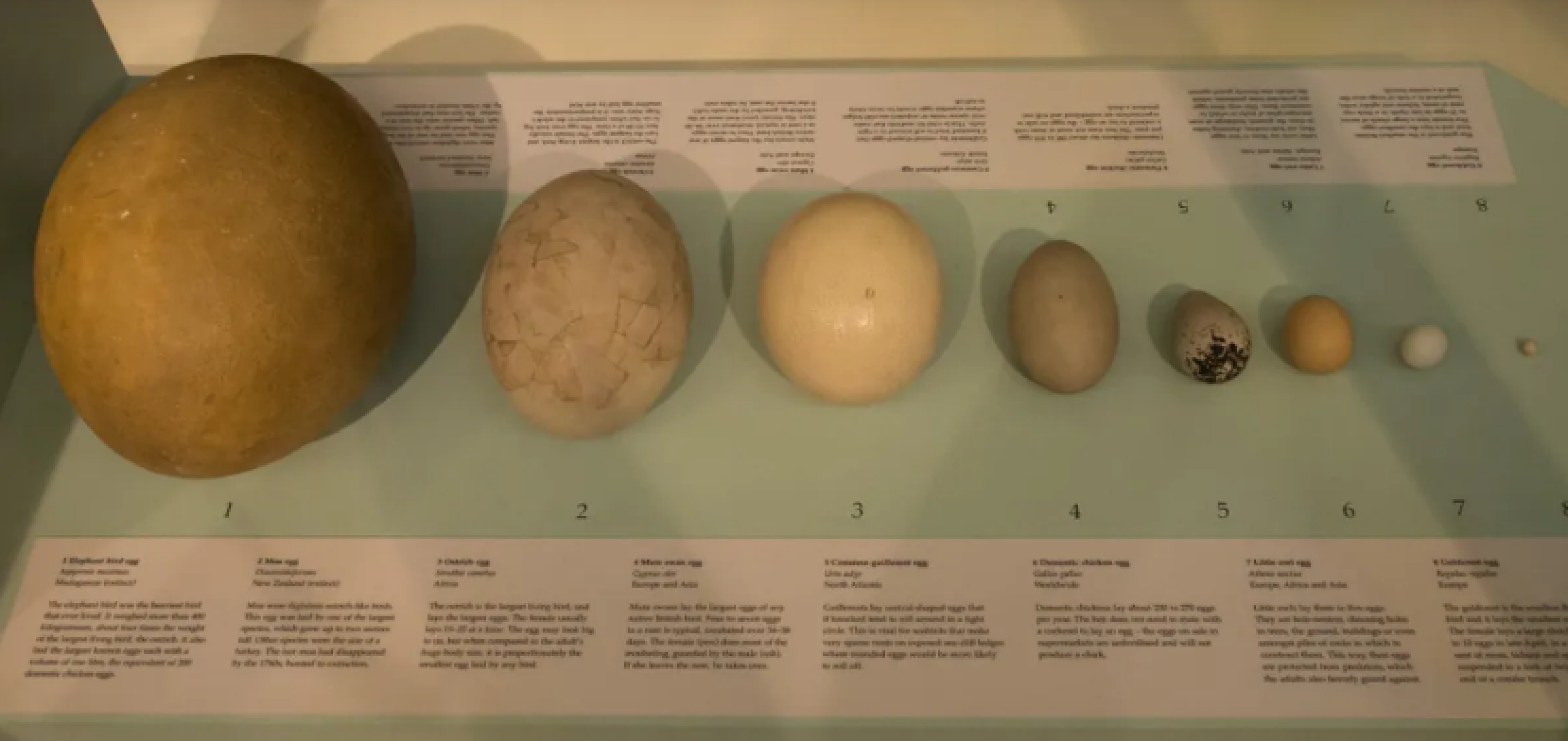 Não vem do avestruz: conheça a origem do maior ovo da história 