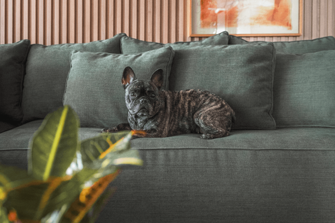 Alguns tipos de tecidos são ideais para casas com animais (Projeto: Dantas & Passos Arquitetura | Imagem: Henrique Ribeiro) - (crédito: EdiCase) Alguns tipos de tecidos são ideais para casas com animais (Projeto: Dantas & Passos Arquitetura | Imagem: Henrique Ribeiro) - (crédito: EdiCase)