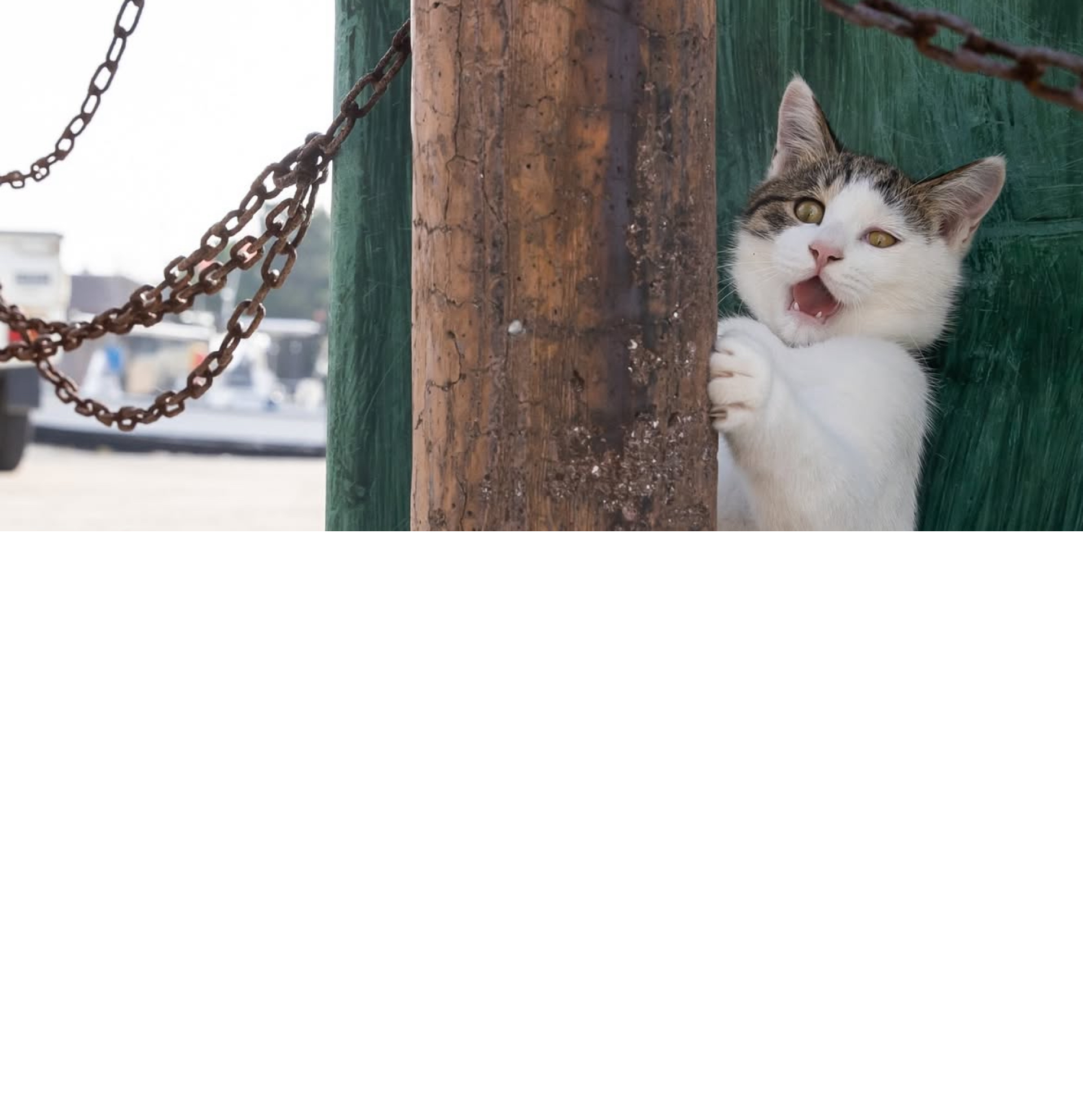 O fotógrafo japonês Masayuki Oki ficou famoso com fotos inusitadas de gatos de rua
 -  (crédito: Reprodução/Instagram @okirakuoki)