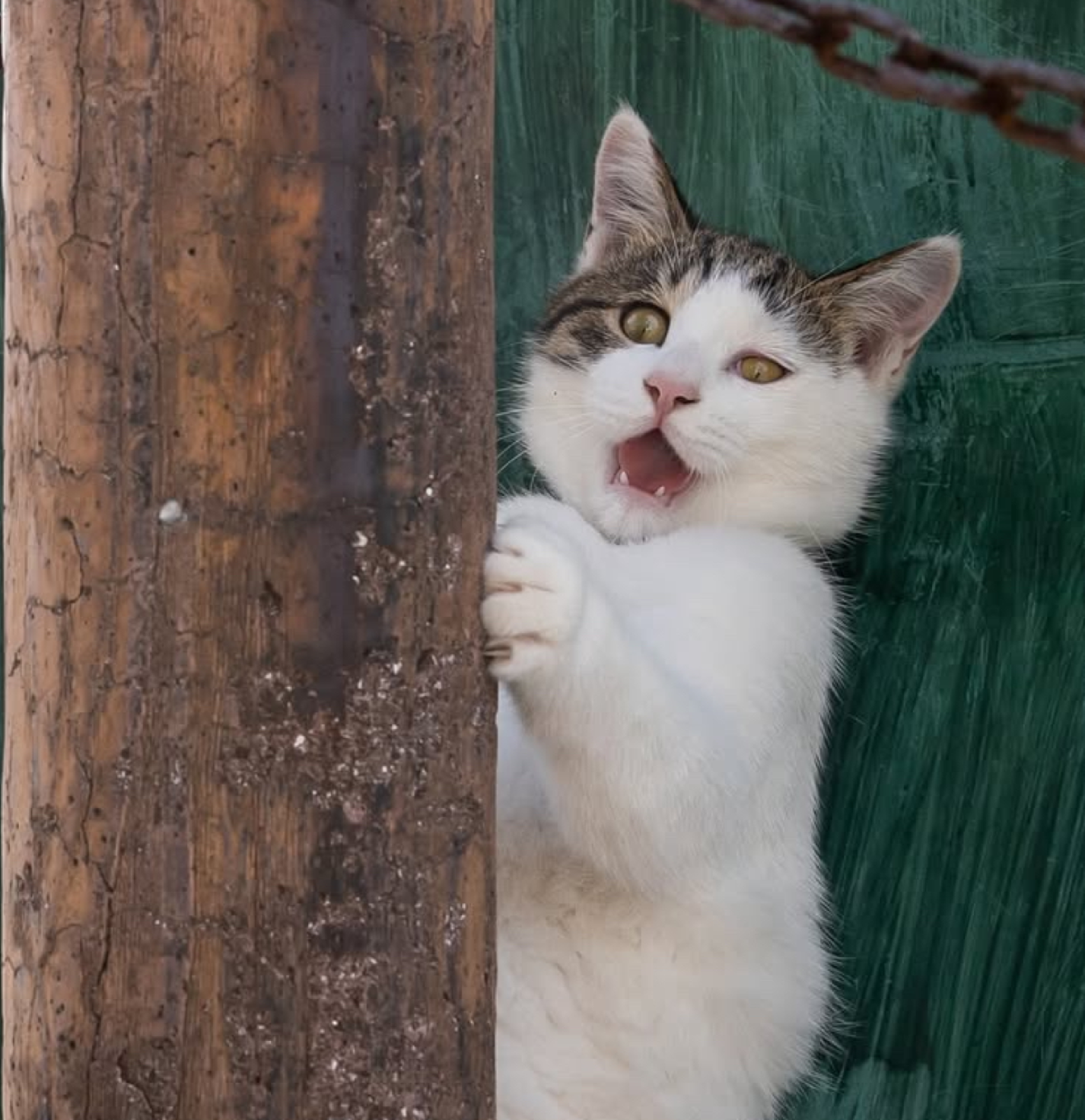 O fotógrafo japonês Masayuki Oki ficou famoso com fotos inusitadas de gatos de rua
 -  (crédito: Reprodução/Instagram @okirakuoki)