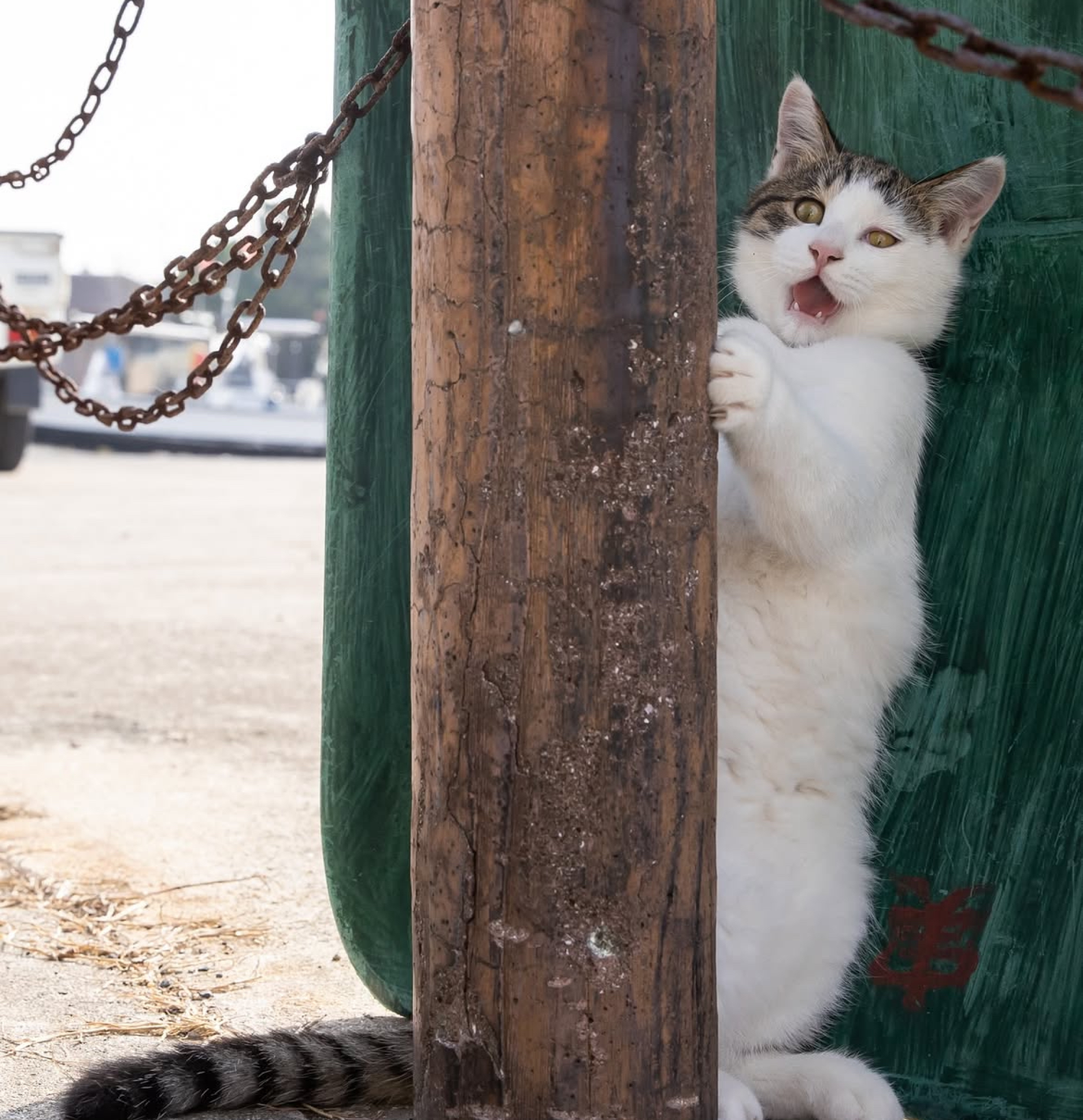 As fotos fofas e inusitadas de gatos de rua no Japão