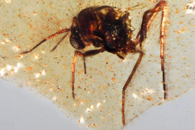 Segundo a pesquisa, publicada no portal especializado em ciência Communications Earth & Environment, os insetos foram encontrados no maior depósito de resinas de ávores fossilizadas (âmbar) já visto na América do Sul -  (crédito: Mónica Solórzano-Kraemer / Nature)