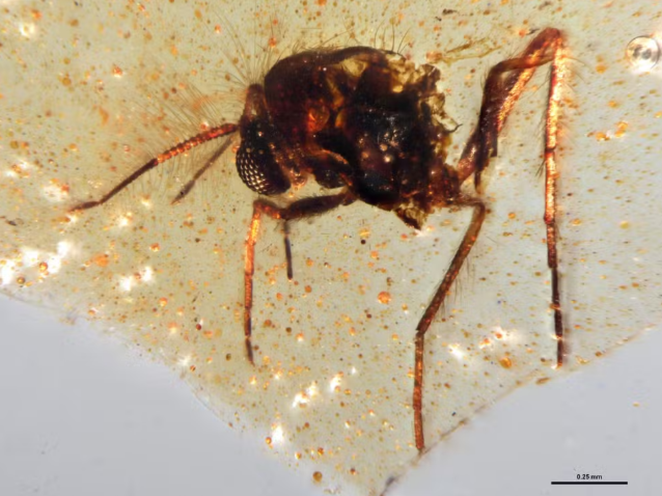 Insetos fossilizados em resinas de árvores revelam floresta perdida