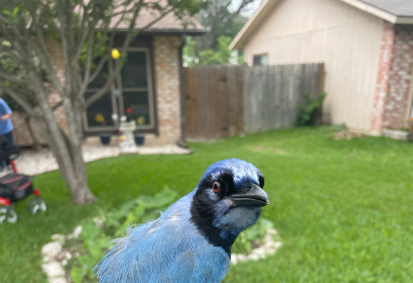 Brian Stokes/University of Texas at Austin